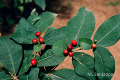 Rauvolfia tetraphylla